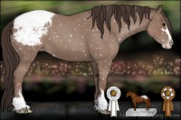 Horse Color:Classic Champagne Roan Sabino Appaloosa 