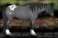 Horse Color:Blue Roan Varnish 