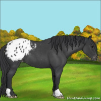 Horse Color:Blue Roan Appaloosa 