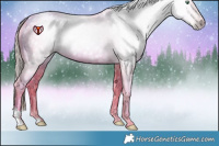 Horse Color:Gray Watercolor Gold Champagne