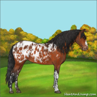 Horse Color:Bay Appaloosa  and Bay Appaloosa 