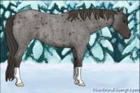 Horse Color:Smoky Blue Roan 