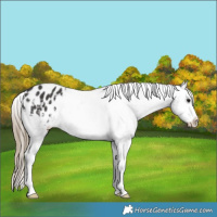 Horse Color:Smoky Black Appaloosa