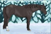 Horse Color:Smoky Black 