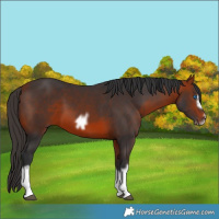 Horse Color:Bay Splash Frame