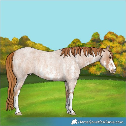 Horse Color:Red Roan Sabino Rabicano 