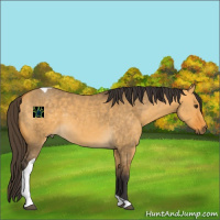 Horse Color:Buckskin Dun Tobiano 