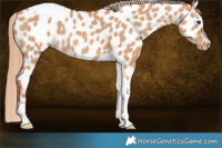 Horse Color:Red Dun Tobiano Near Leopard 