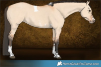 Horse Color:Bay Dun Sabino Tobiano