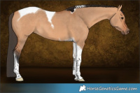 Horse Color:Bay Dun Tobiano 