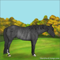 Horse Color:Black Rabicano 