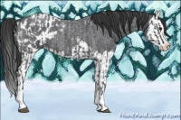 Horse Color:Blue Roan Sabino Splash and Blue Roan Sabino Splash Appaloosa