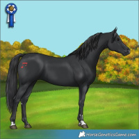 Horse Color:Black 