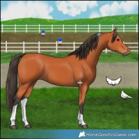 Horse Color:Bay Tobiano 