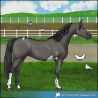 Horse Color:Grullo Tobiano 