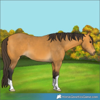 Horse Color:Buckskin 