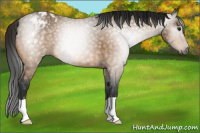 Horse Color:Gray Buckskin Appaloosa