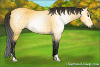 Horse Color:Gray Buckskin