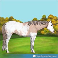Horse Color:Bay Splash Snowcap 