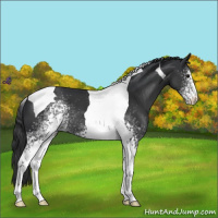 Horse Color:White Spotted Black Tobiano 