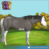 Horse Color:Grullo Splash 