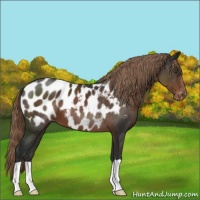 Horse Color:Liver Chestnut Appaloosa 