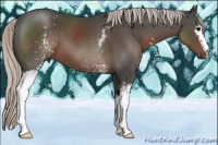 Horse Color:White Spotted Silver Black 