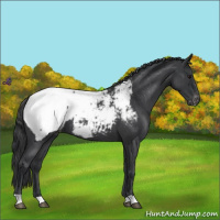 Horse Color:Blue Roan Near Fewspot 