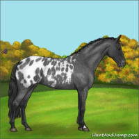 Horse Color:Blue Roan Appaloosa 