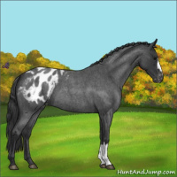 Horse Color:Blue Roan Appaloosa 