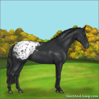 Horse Color:Black Appaloosa 