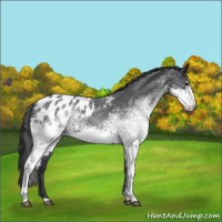 Horse Color:White Spotted Blue Roan Appaloosa