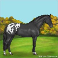 Horse Color:Blue Roan Appaloosa 