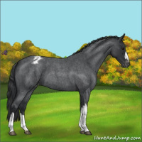 Horse Color:Blue Roan Varnish