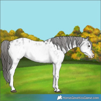 Horse Color:White Spotted Black Appaloosa 