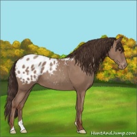 Horse Color:Classic Champagne Appaloosa 