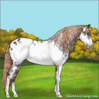Horse Color:White Spotted Liver Chestnut Frame Appaloosa 