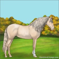 Horse Color:Gold Champagne Pearl 