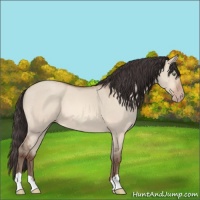 Horse Color:Amber Champagne Dun 