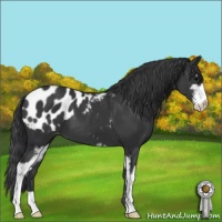 Horse Color:Black Sabino Appaloosa 