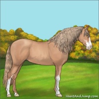 Horse Color:Gold Champagne Sabino 