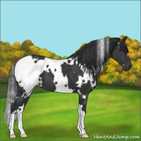 Horse Color:White Spotted Black 