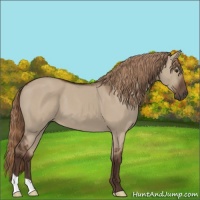 Horse Color:Liver Red Dun 
