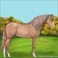 Horse Color:Gold Champagne Sabino 