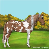Horse Color:White Spotted Chestnut 