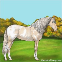 Horse Color:White Spotted Gold Champagne Pearl 
