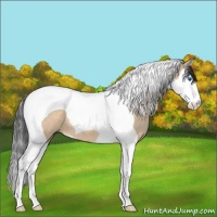 Horse Color:Bay Dun Splash Tobiano 
