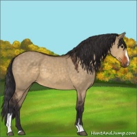 Horse Color:Buckskin Dun Sabino 