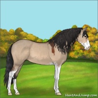 Horse Color:Bay Dun Sabino 