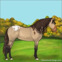 Horse Color:Buckskin Dun Appaloosa 